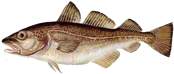 the cod fish