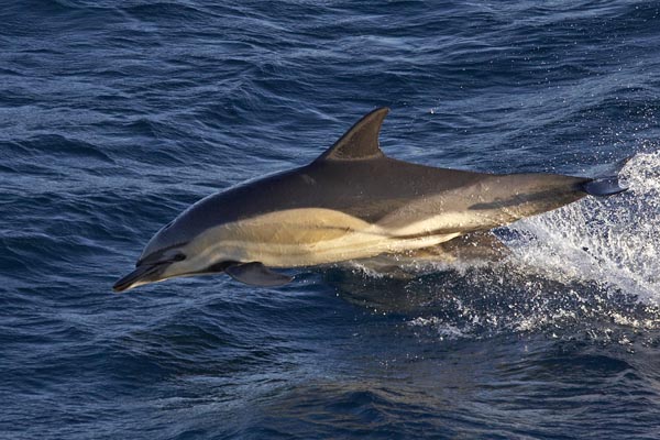 Dolphins abound in Massachusetts