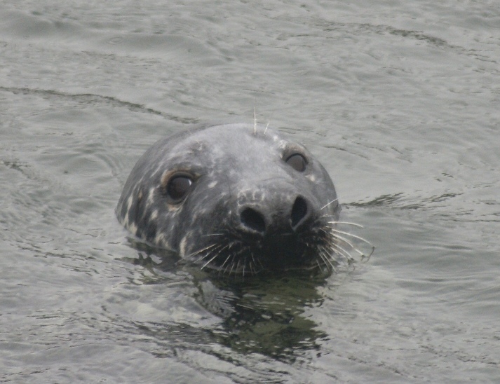 Seals are Curios in Massachusetts