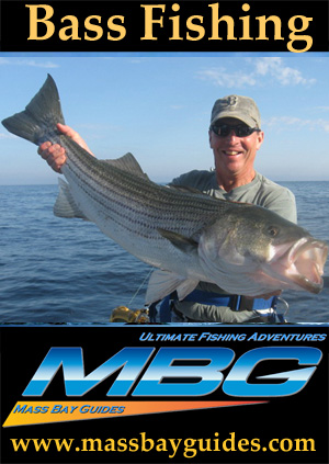 Striped Bass fishing charters in Massachusetts. Charter fishing